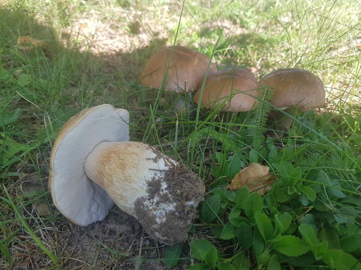 Kurnik Polski Agroturystyka Тыкоцин Экстерьер фото