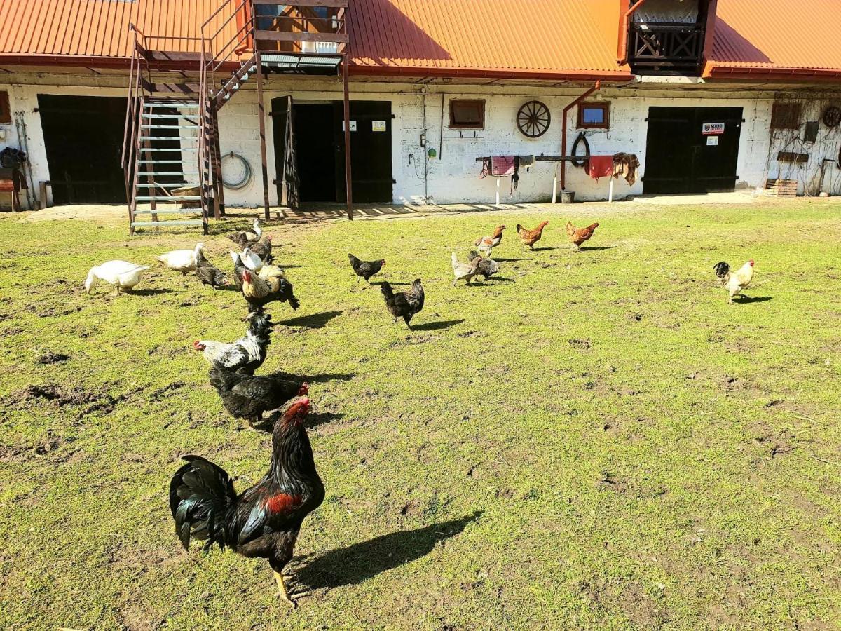 Kurnik Polski Agroturystyka Тыкоцин Экстерьер фото