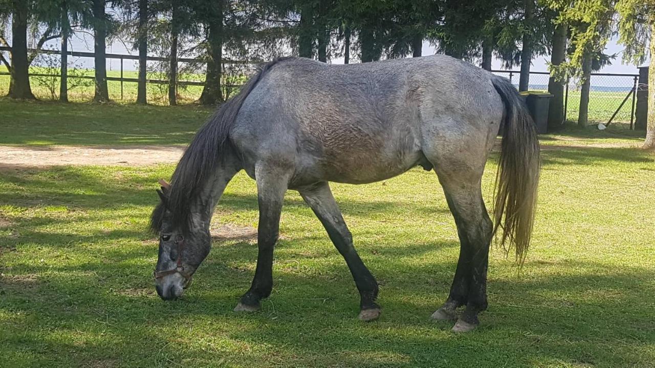 Kurnik Polski Agroturystyka Тыкоцин Экстерьер фото